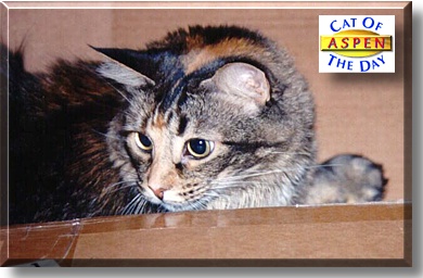 Aspen Victoria, the Cat of the Day