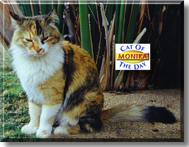 Monika, the Cat of the Day