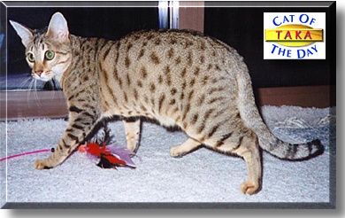 Taka, the Cat of the Day
