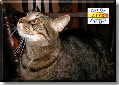 Alex, the Cat of the Day