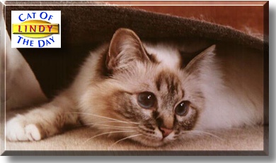 Lindy, the Cat of the Day