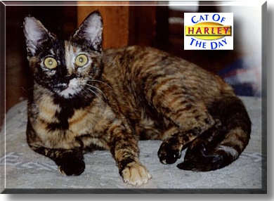 Harley, the Cat of the Day