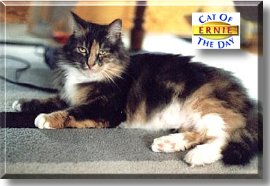 Ernie, the Cat of the Day