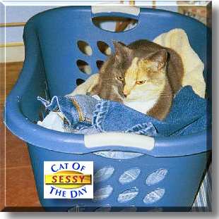 Sessy, the Cat of the Day