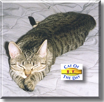 B.K., the Cat of the Day