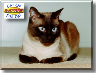 Shakespeare, the Cat of the Day