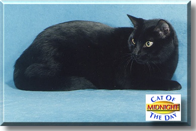 Mr. Midnight, the Cat of the Day