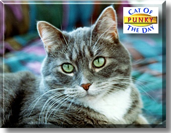 Punky, the Cat of the Day