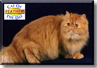 Feather, the Cat of the Day