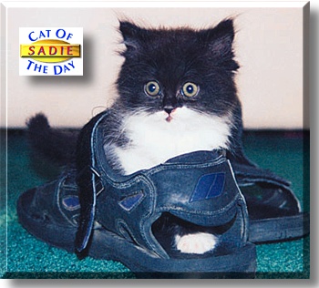 Sadie, the Cat of the Day