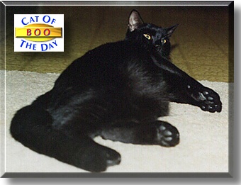 Boo, the Cat of the Day