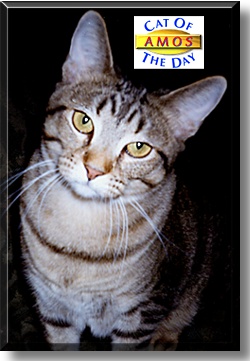 Amos, the Cat of the Day
