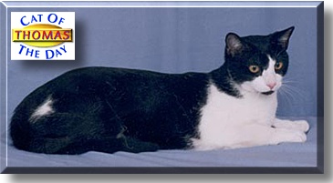 Thomas Lucifer, the Cat of the Day