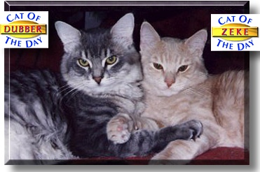 Zeke and Dubber, the Cat of the Day