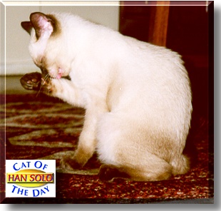 Han Solo, the Cat of the Day