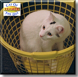 Kramer, the Cat of the Day