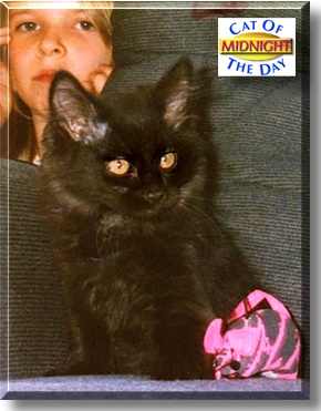 Midnight, the Cat of the Day
