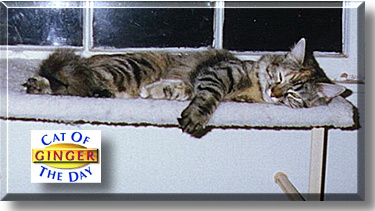 Ginger, the Cat of the Day