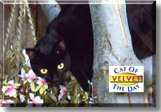 Velvet, the Cat of the Day