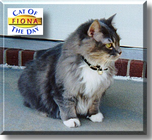 Fiona, the Cat of the Day