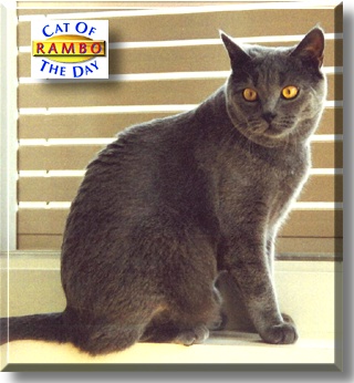 Rambo, the Cat of the Day