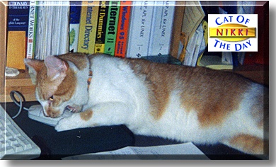 Nikki, the Cat of the Day