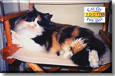 Tootie, the Cat of the Day