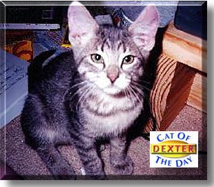 Dexter, the Cat of the Day