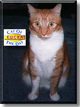 Kucka, the Cat of the Day