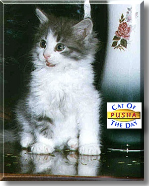 Pusha, the Cat of the Day