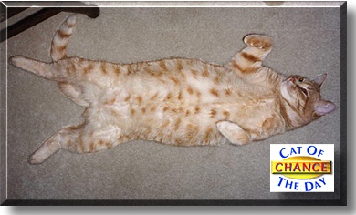 Chance, the Cat of the Day