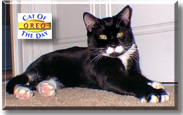 Oreo, the Cat of the Day