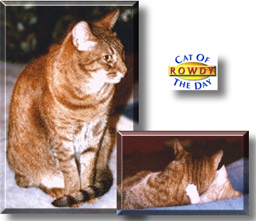 Rowdy, the Cat of the Day