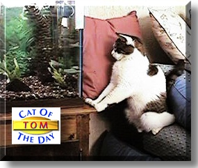 Tom, the Cat of the Day