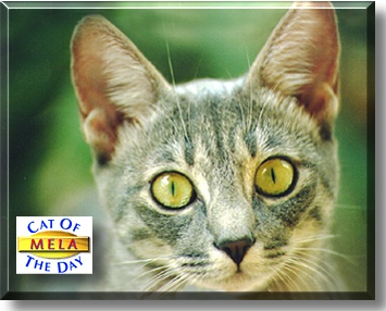 Mela, the Cat of the Day