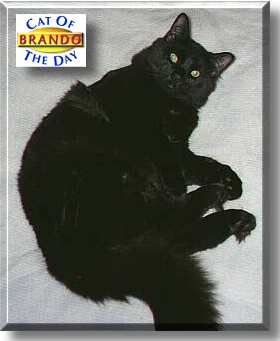 Brando, the Cat of the Day