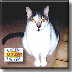 Mouse, the Cat of the Day
