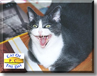 P.C., the Cat of the Day