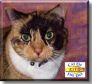Kito, the Cat of the Day