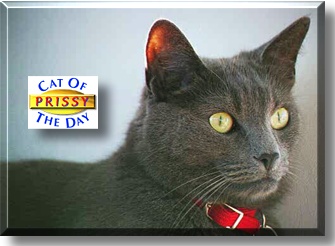 Prissy, the Cat of the Day