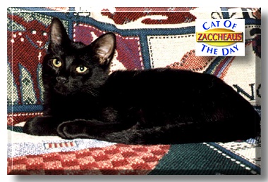 Zaccheaus, the Cat of the Day