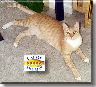 Bubba, the Cat of the Day