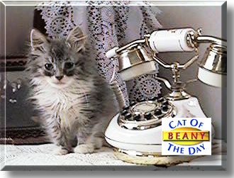 Beany Baby, the Cat of the Day