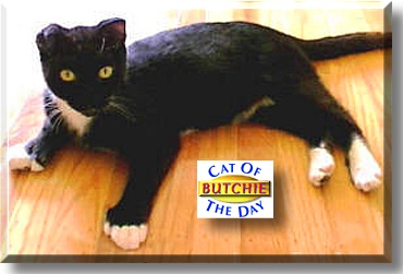 Butchie, the Cat of the Day