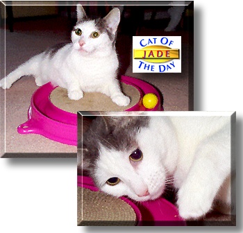Jade, the Cat of the Day