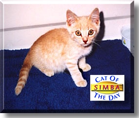 Simba, the Cat of the Day