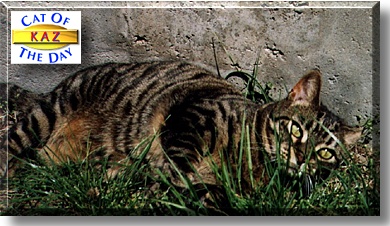 Kaz, the Cat of the Day
