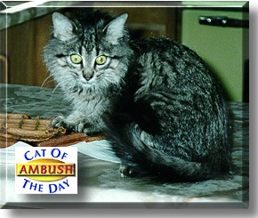 Ambush, the Cat of the Day