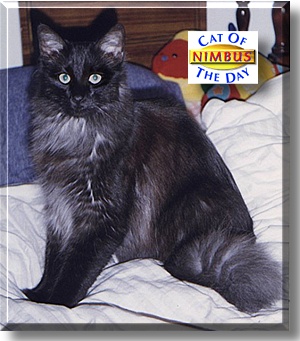 Nimbus, the Cat of the Day