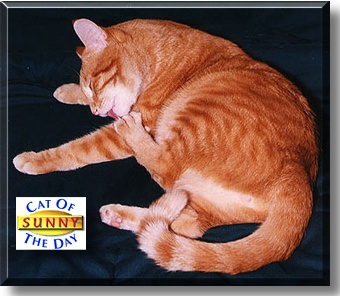 Sunny Wednesday, the Cat of the Day